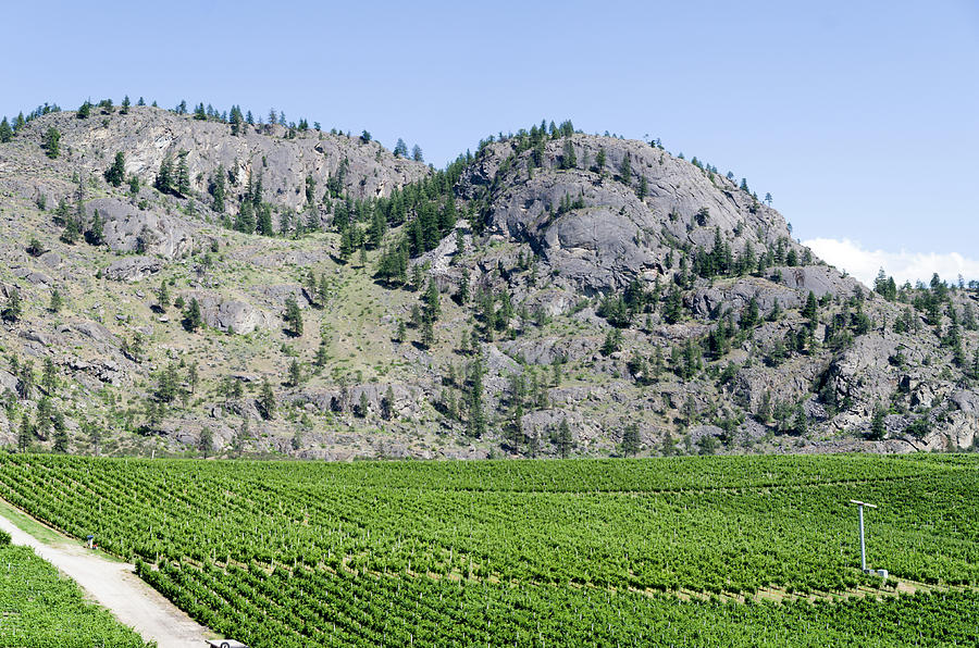 Agriculture Photograph - Oliver British Columbia Vineyard 1 by Bob Corson