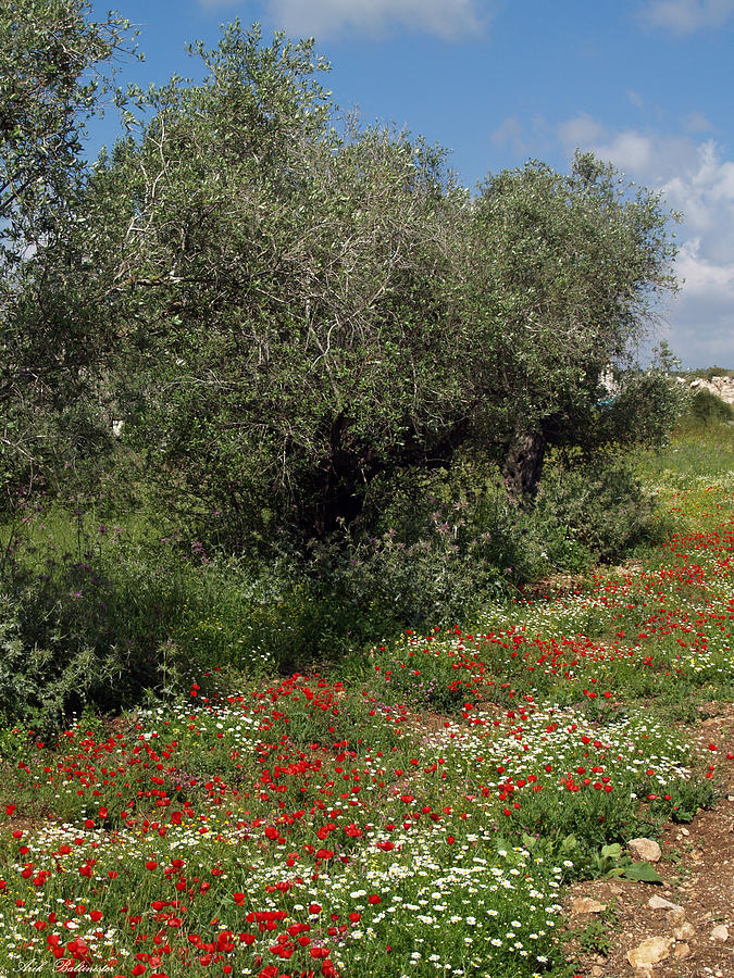 Olives and poppies in galile. Photograph by Arik Baltinester
