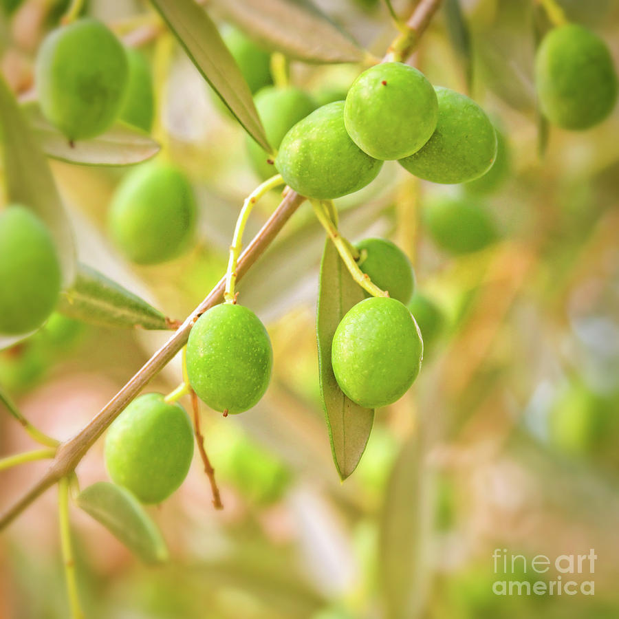 Nature Photograph - Olives by Delphimages Photo Creations