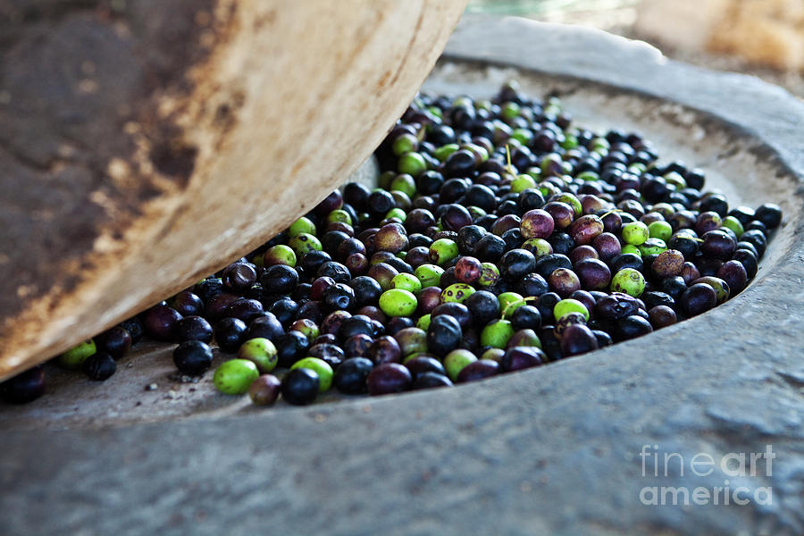 Olives in stone press Photograph by Amit Strauss