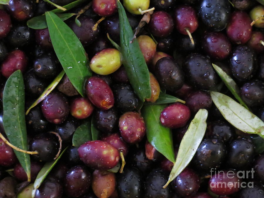 Olives Photograph by Laurie Morgan