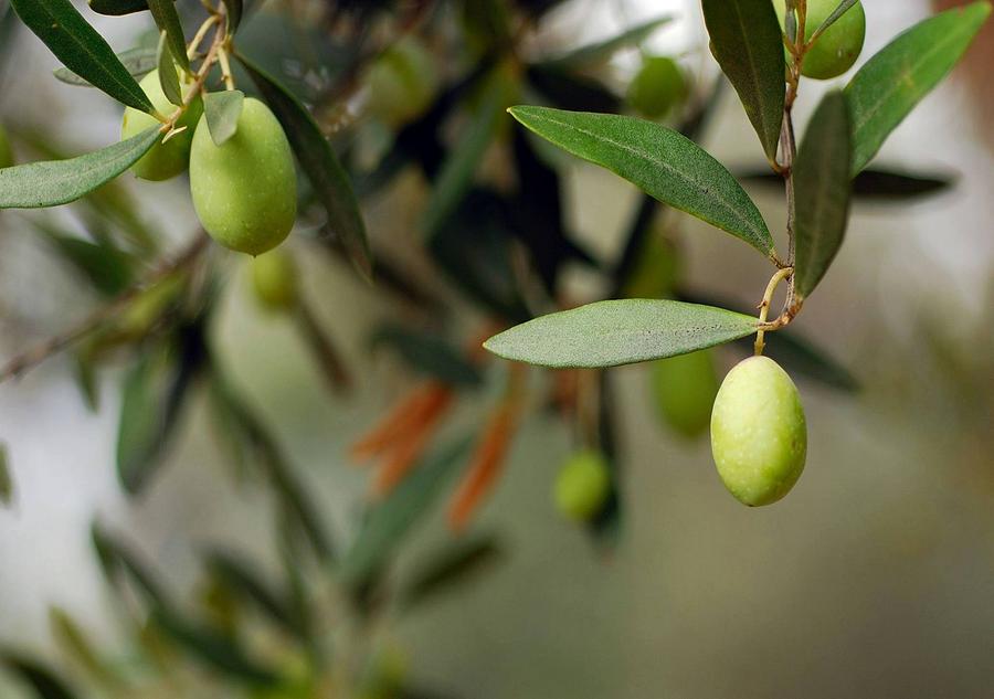 Olives On A Branch Photograph by Taiche Acrylic Art