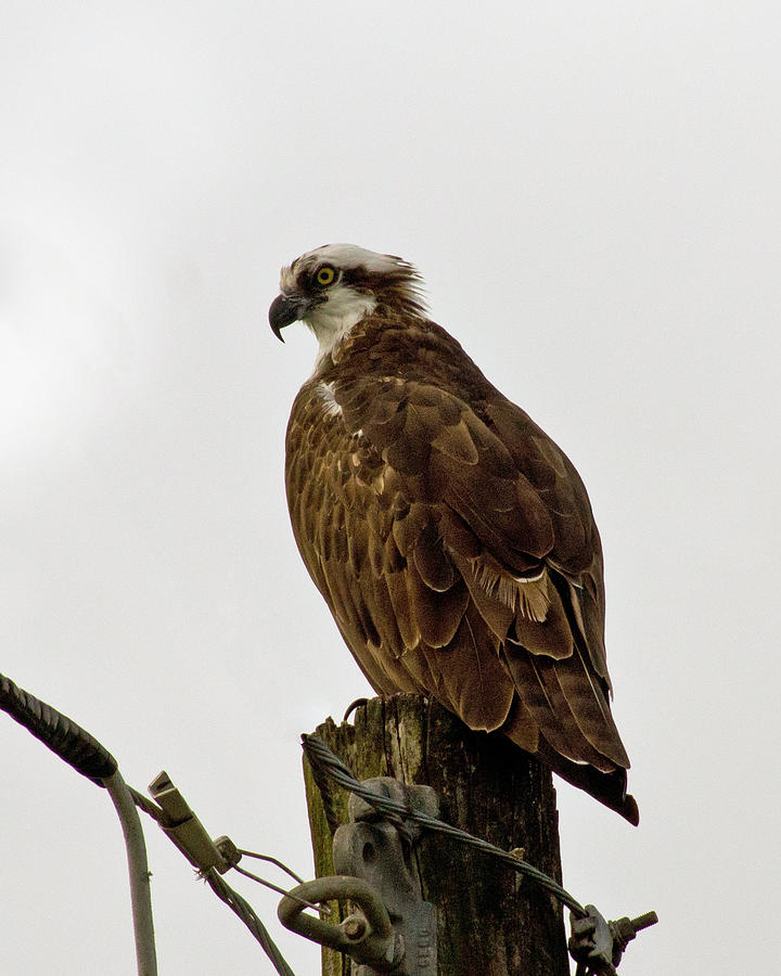 Ollie, the Osprey Photograph by John Myers - Fine Art America