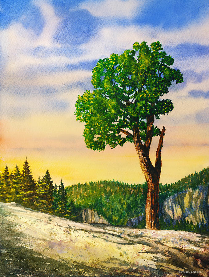 Olmsted Point Tree Painting by Douglas Castleman