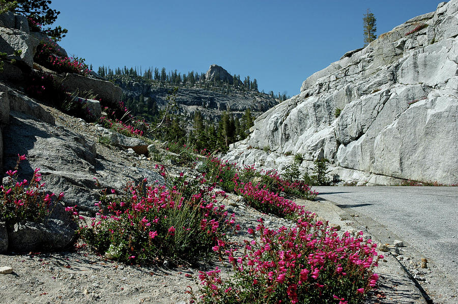 Yosemite National Park Photograph - Olmsted Point by LeeAnn McLaneGoetz McLaneGoetzStudioLLCcom