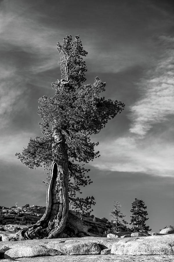 Olmsted point pine Photograph by Davorin Mance
