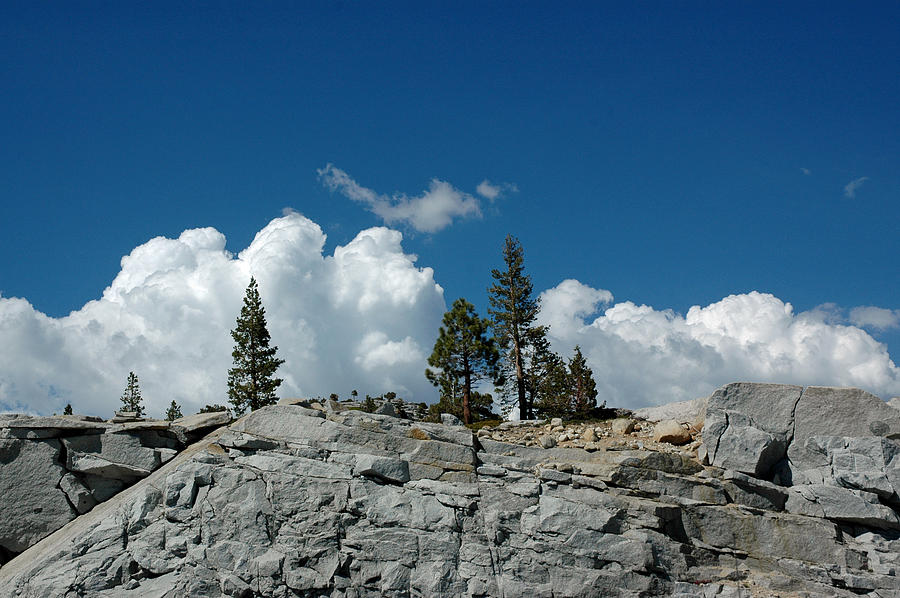 Yosemite National Park Photograph - Olmsted Point Pine rear view by LeeAnn McLaneGoetz McLaneGoetzStudioLLCcom