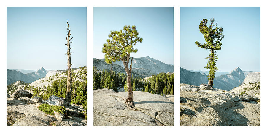 Olmsted Point Trees Triptych Photograph by Alexander Kunz