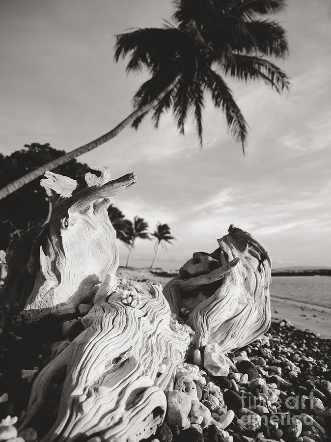 Beach Photograph - Olowalu Driftwood by Ron Dahlquist - Printscapes