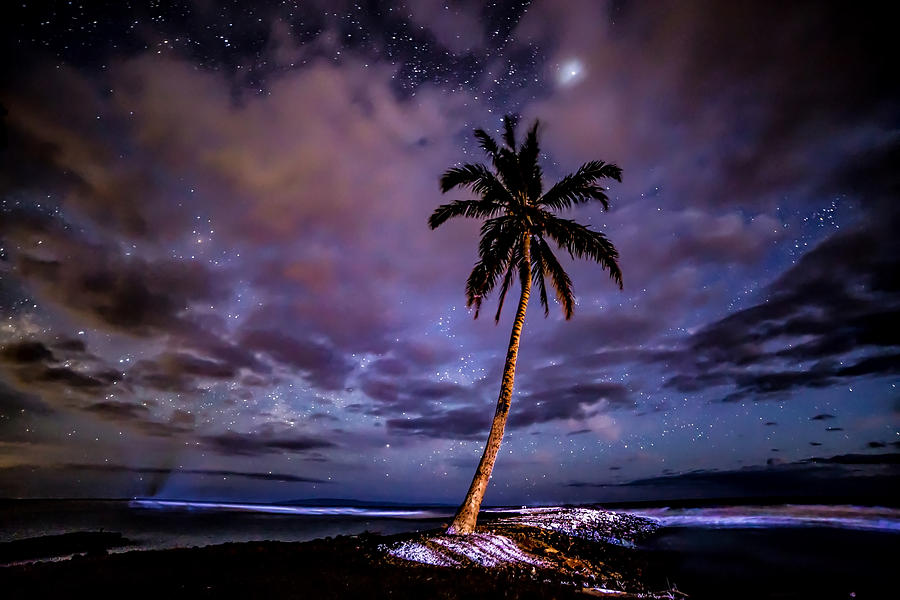 Olowalu Palm at Night Photograph by Drew Sulock