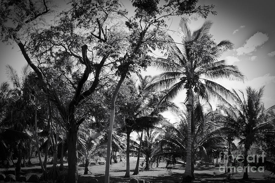 Olowalu Palms Maui Hawaii Photograph by Sharon Mau