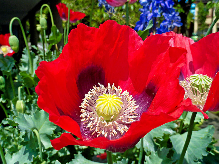 Olympia Poppy Photograph by Robert Meyers-Lussier