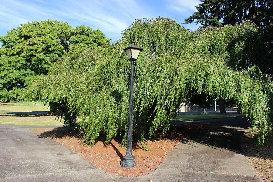Tree Photograph - Olympia, Washington tree with lamppost by Zachary Lowery