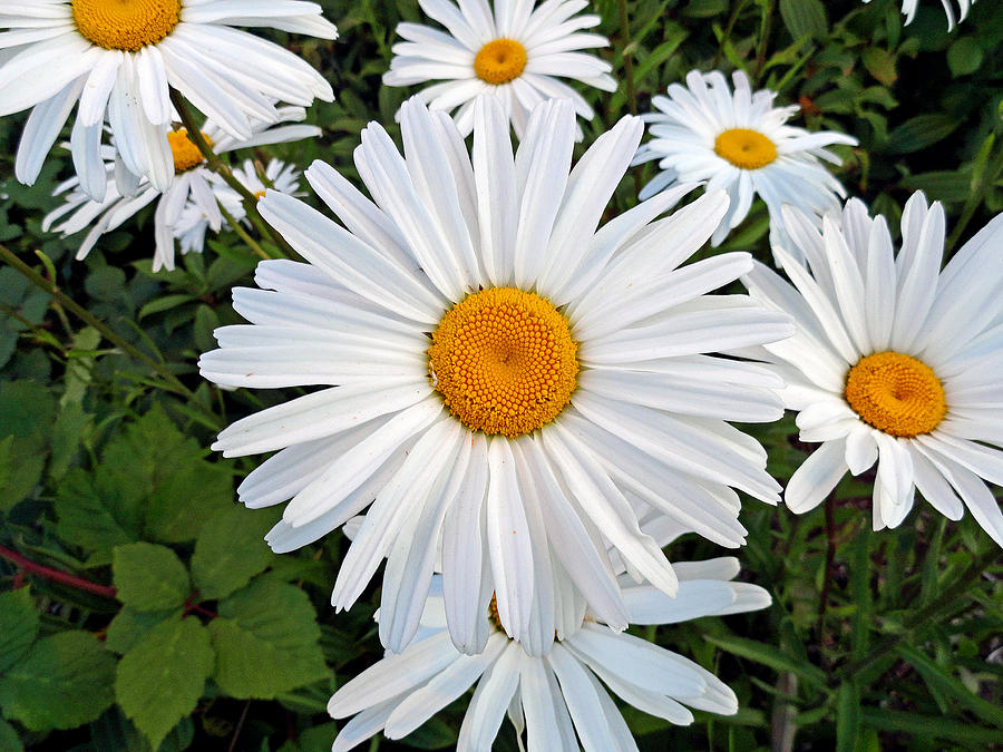 Olympia White Daisy Photograph by Robert Meyers-Lussier
