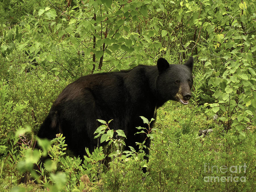 Olympic Black Bear Photograph by Teresa A and Preston S Cole ...