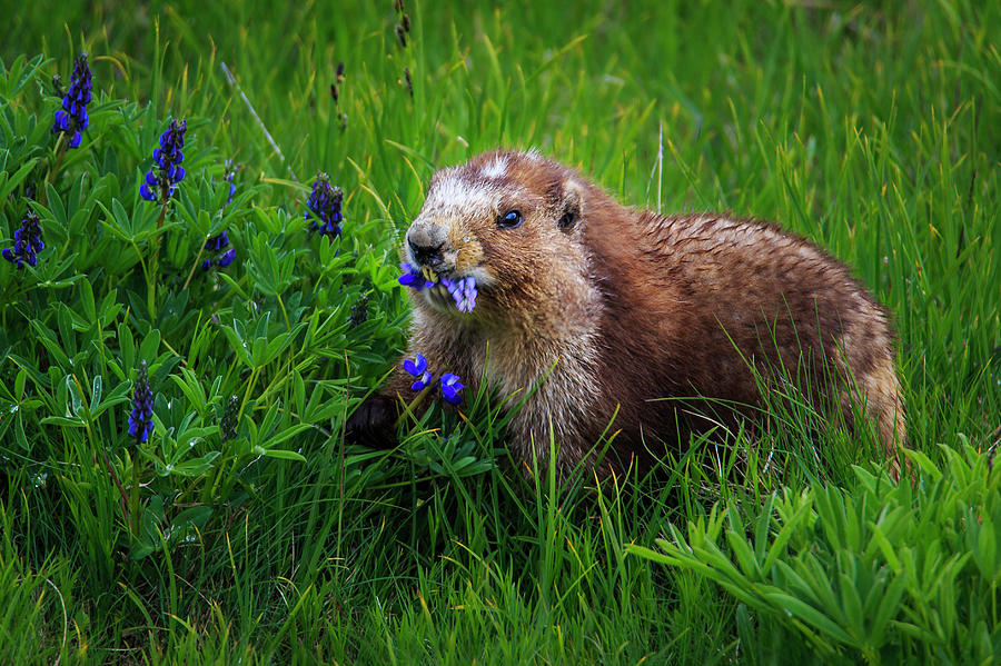 Olympic Marmot Photograph by Briand Sanderson