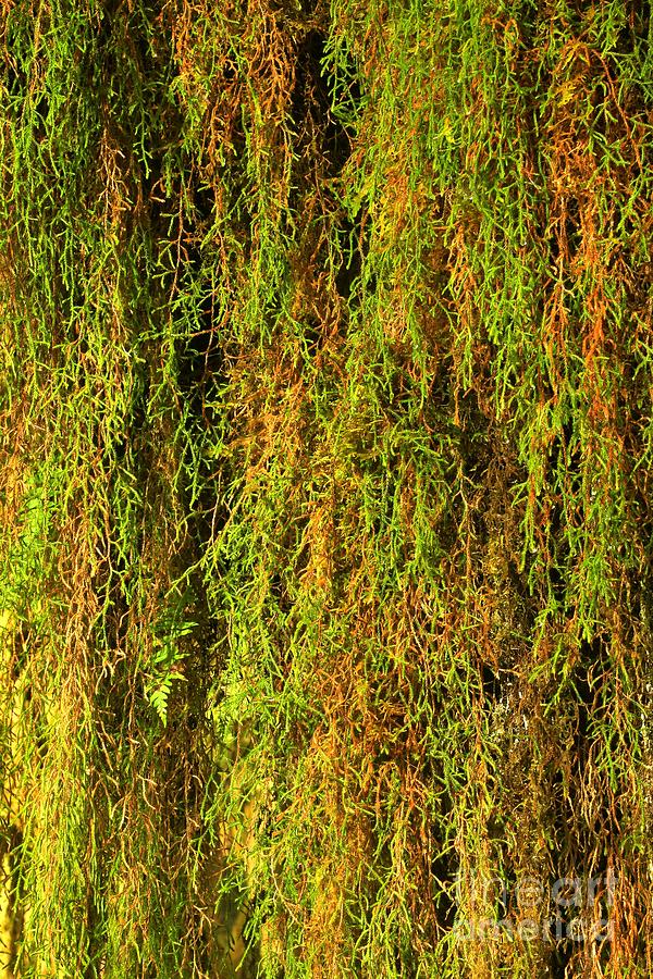 Olympic Moss Abstract Photograph by Adam Jewell