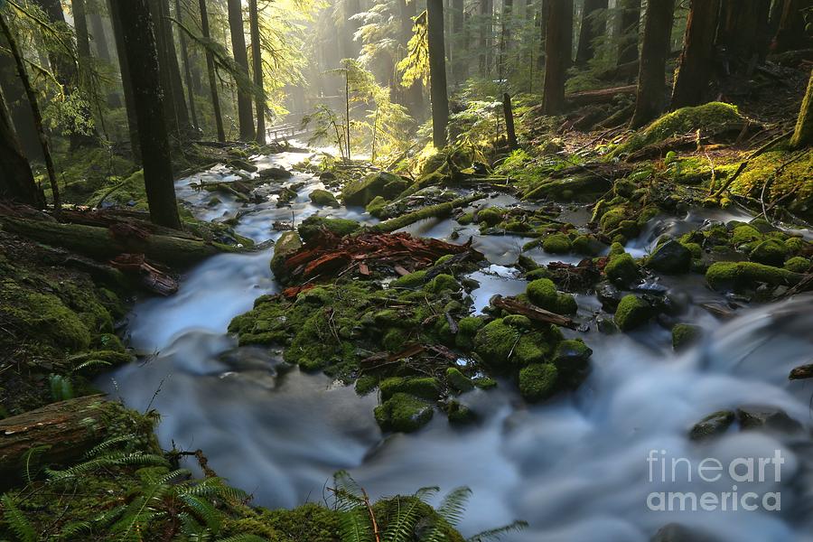 Olympic Mountain Streams Photograph by Adam Jewell
