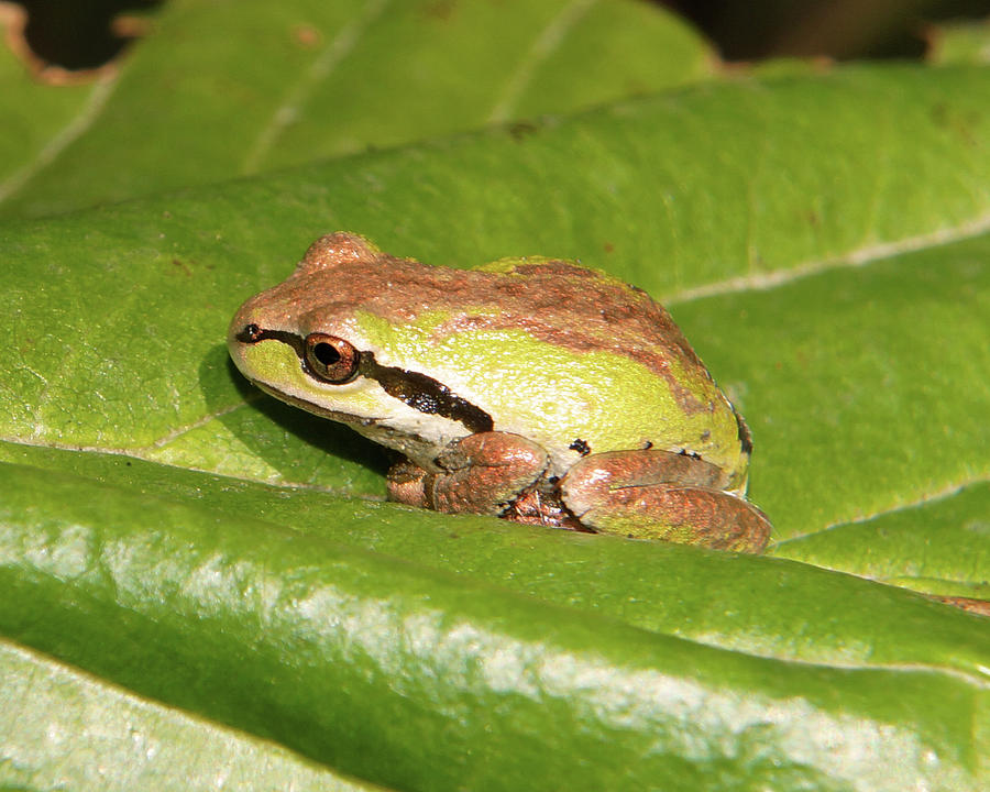 Olympic mountain tree frog Photograph by Jason Boddy - Pixels