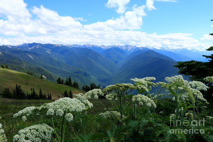 Olympic Mountains from Hurrican Ridge Photograph by Christiane Schulze Art And Photography