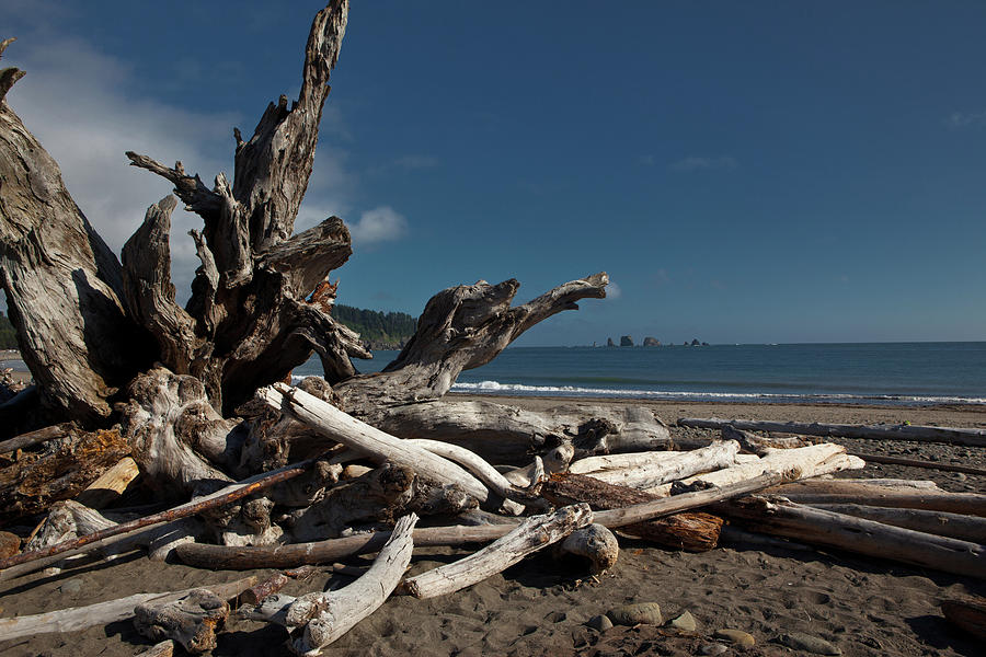 Olympic Peninsula Coast Photograph by Avril Christophe - Fine Art America