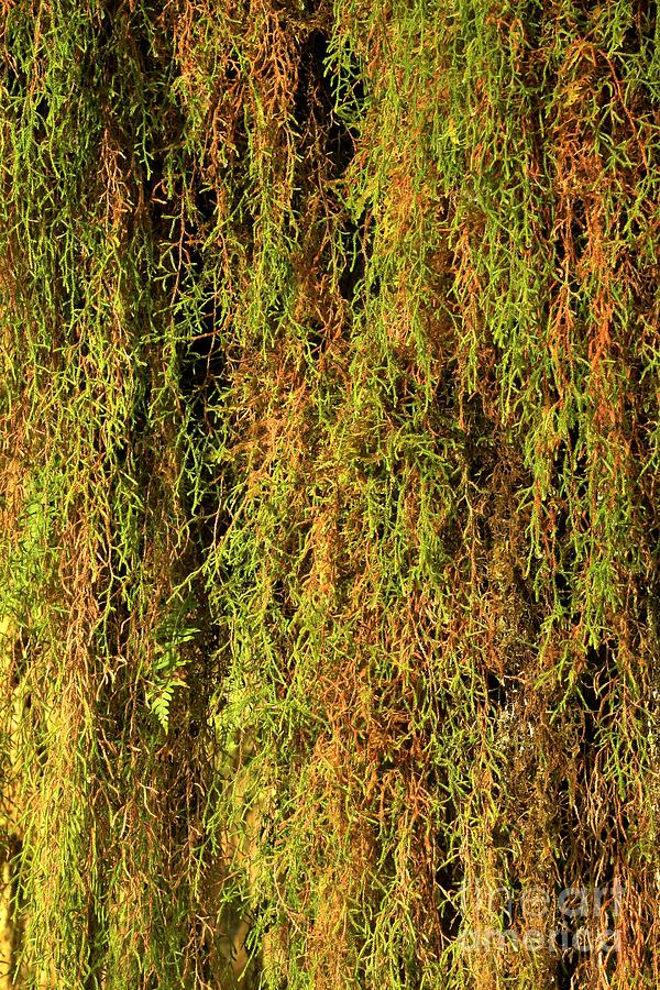Olympic Peninsula Hanging Moss Photograph by Adam Jewell
