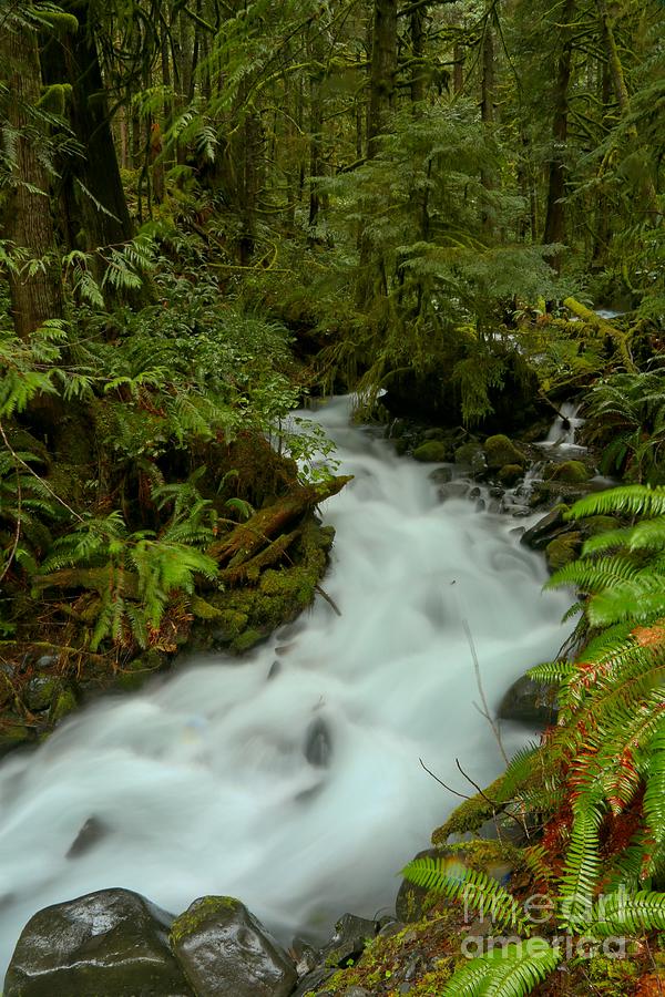 Olympic Rainforest Stream Photograph by Adam Jewell