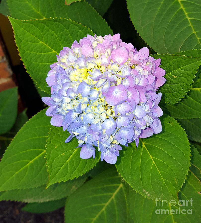 Ombre Hydrangea Photograph by Alys Caviness-Gober
