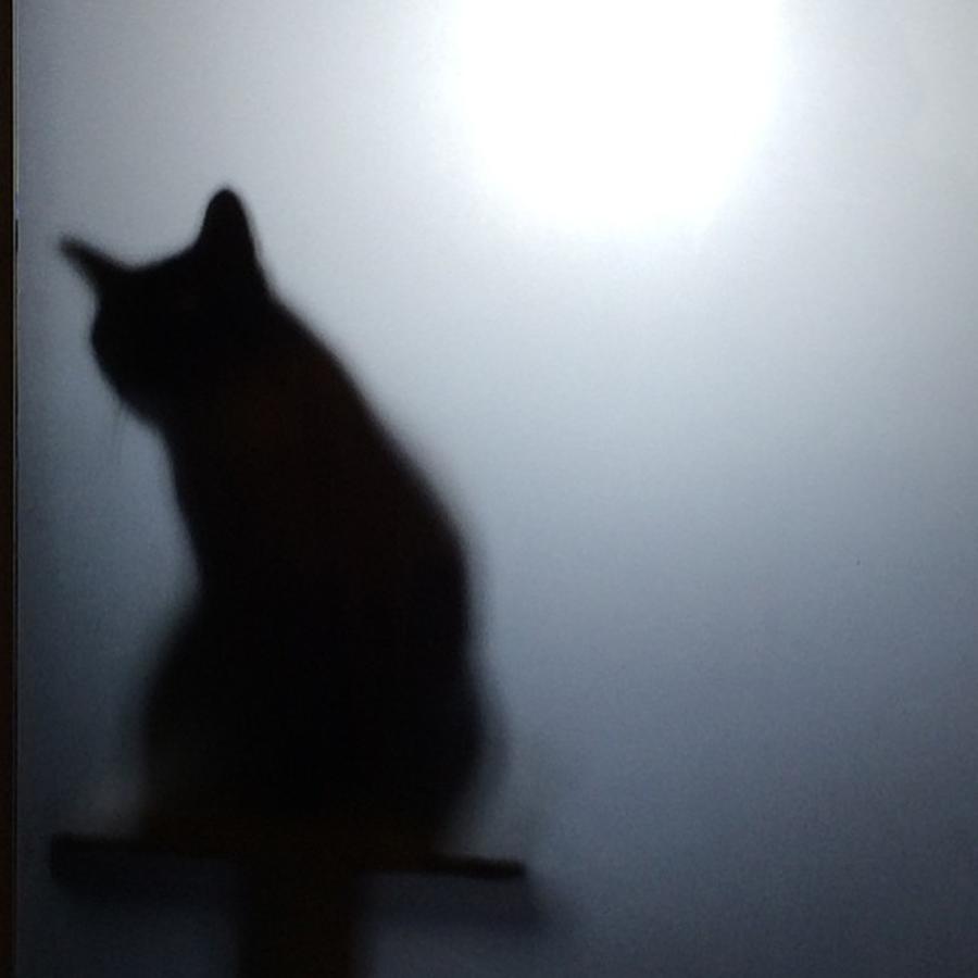 Cat Photograph - Ombre In Controluce by Gizmo Omar