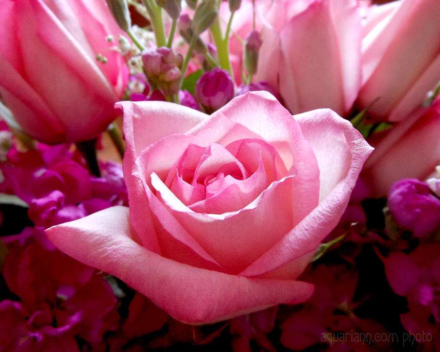 Ombre Pink Rose Bouquet Photograph by Kristin Aquariann