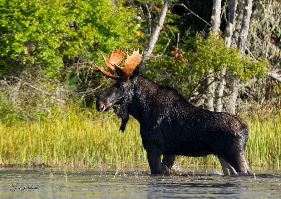 Moose Photograph - OMG Its a Moose II by Jan Mulherin