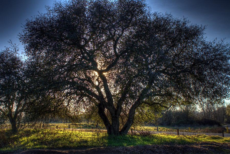 Ominous Tree Photograph by Randy Wehner