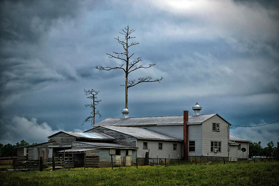 Ominous Tree Photograph by Travis Rogers