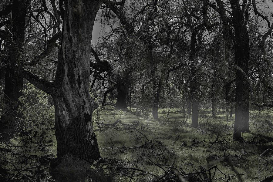 Ominous Woods Photograph by Joe Torres