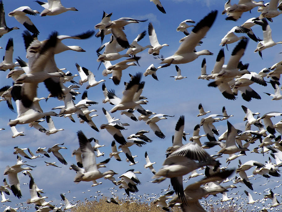 Bird Photograph - On A Mission Bosque Del Apache by Kurt Van Wagner