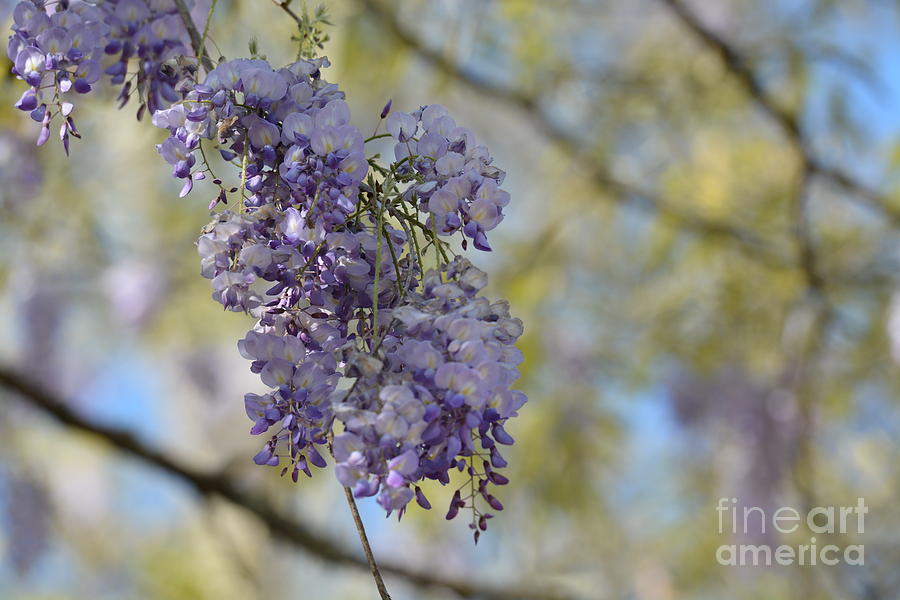 Spring Photograph - On A Spring Day by Maria Urso