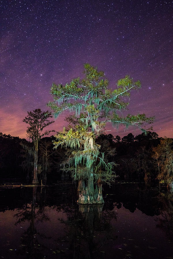 On A Starry Night - A Portrait of a Bald Cypress Tree Photograph by Ellie Teramoto