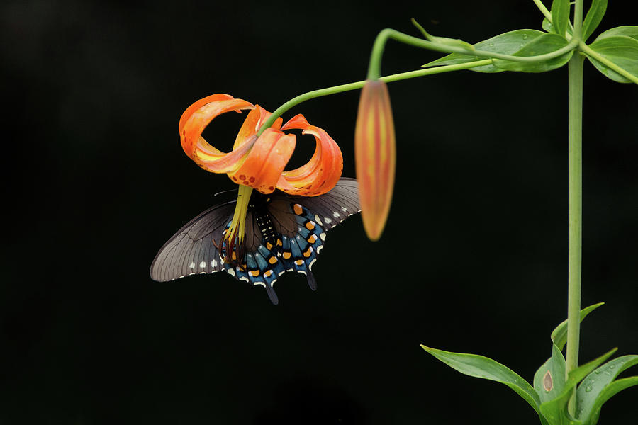 Blue Ridge Mountains Photograph - On a Turks Cap by Kristina Plaas Blue Ridge Mountains Photograph - On a Turks Cap by Kristina Plaas