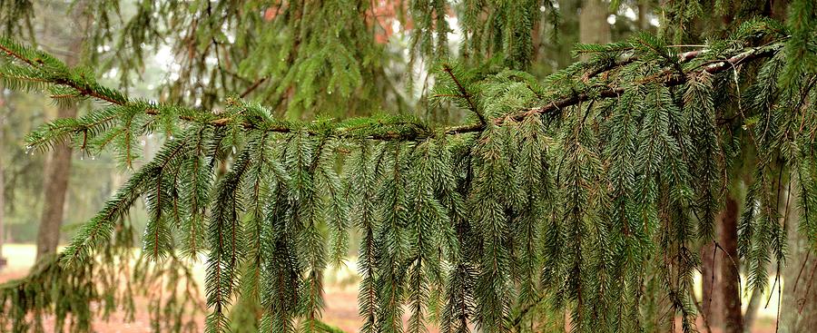 On A Wet Norway Spruce Tree Branch Photograph by Angie Tirado