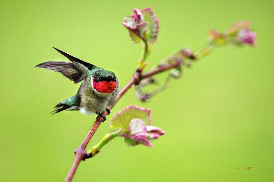 Hummingbird Photograph - On a Wing and a Prayer by Christina Rollo