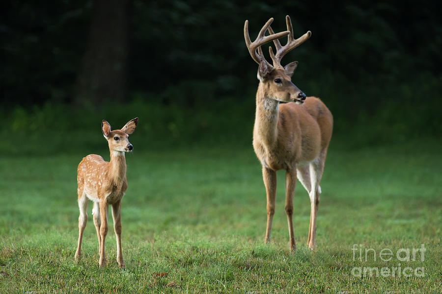 Deer Photograph - On Alert by Andrea Silies