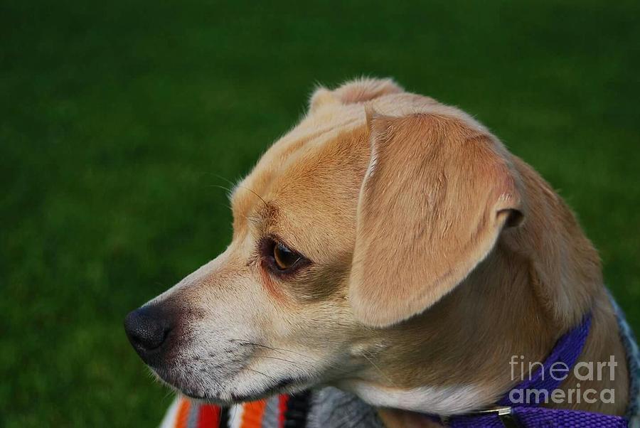 Beagle Photograph - On Alert by Angela J Wright