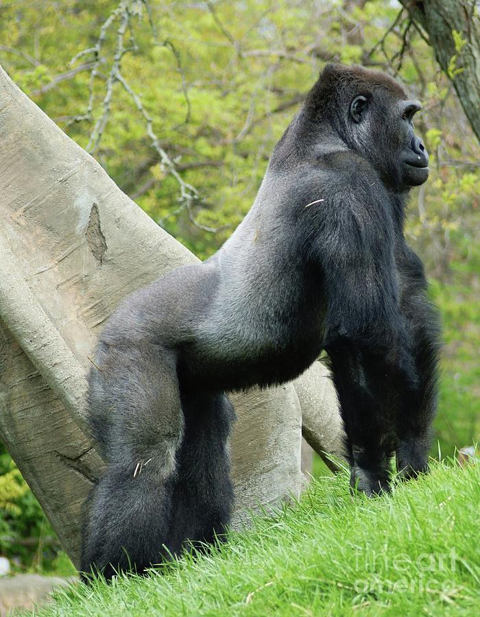 On All Fours Gorilla Photograph by Dawn Flannery - Fine Art America