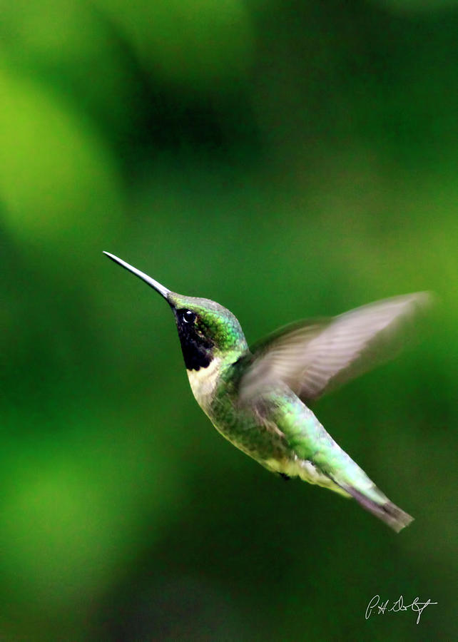 Nature Photograph - Ruby-Throated On Approach by Phill Doherty