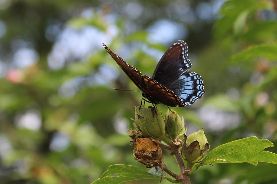 Butterfly Photograph - On Blue Wings by Weathered Wood