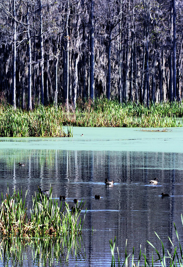 On Bluebill Pond Photograph by Jennifer Robin