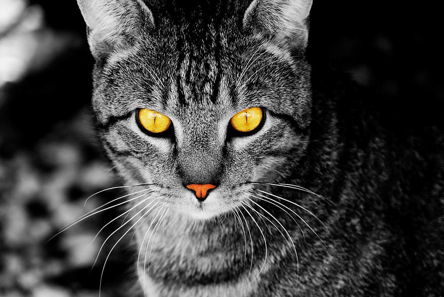 On Cat Watch Photograph by Angie Tirado