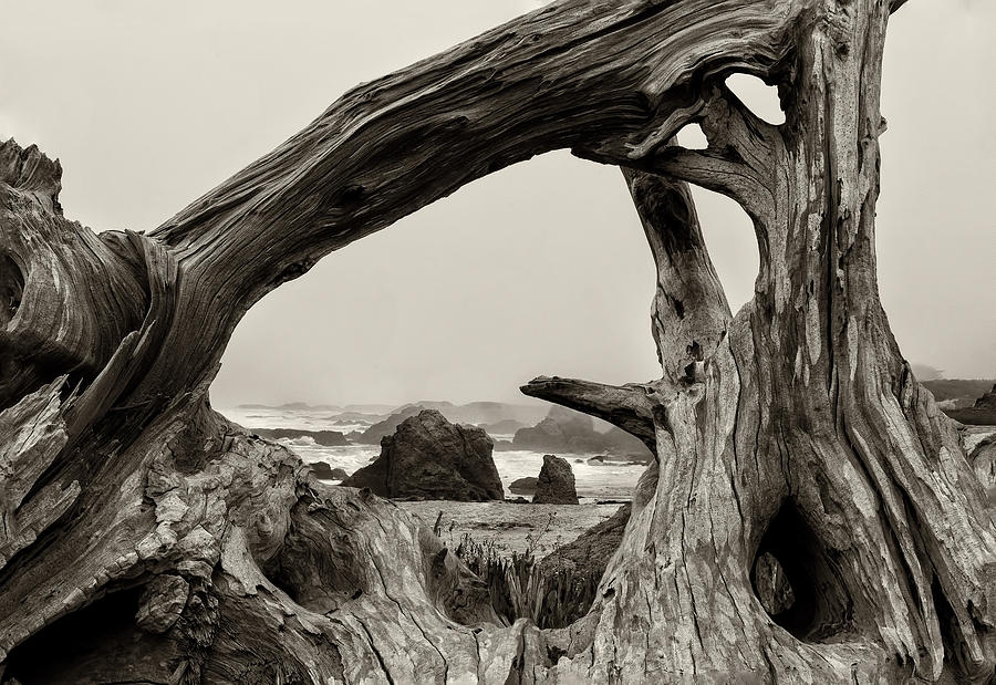 On Driftwood Photograph by Alan Kepler