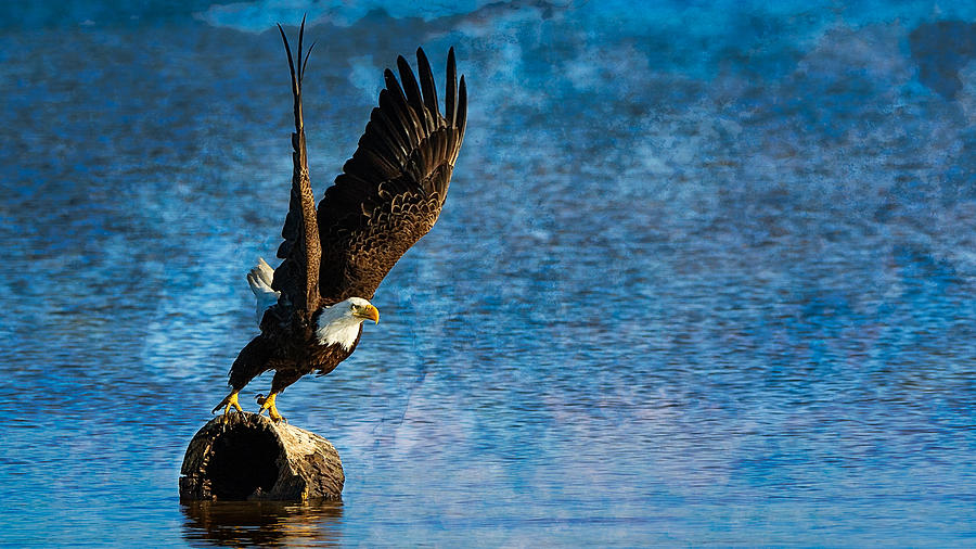 Bald Eagle Photograph - On Eagles Wings by Dennis Bolton