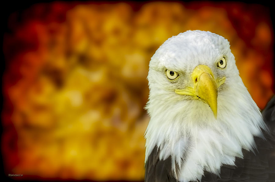 On Fire the American Bald Eagle Photograph by LeeAnn McLaneGoetz McLaneGoetzStudioLLCcom